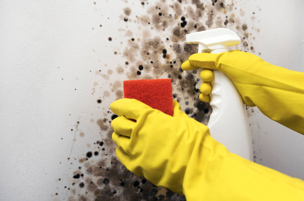 Best Commercial Mold Remediation in Manville, NJ