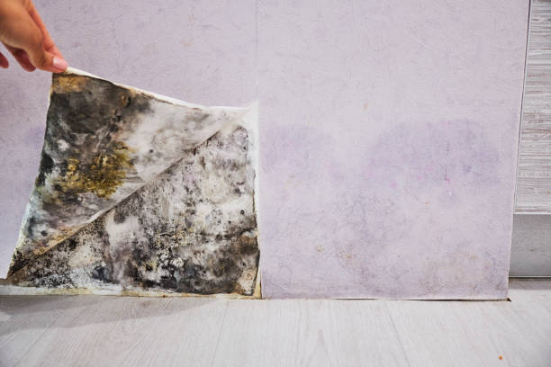 Best Post-Flood Mold Remediation in Manville, NJ